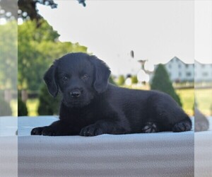 Labradoodle-Poodle (Miniature) Mix Puppy for sale in GAP, PA, USA