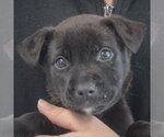 Small #1 Mutt