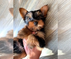 Yorkshire Terrier Puppy for sale in CHINO HILLS, CA, USA