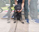 Small #4 German Shepherd Dog