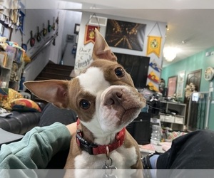 Mother of the Boston Terrier puppies born on 08/25/2026