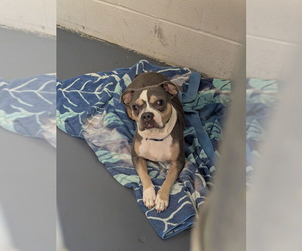 Medium Photo #1 American Boston Bull Terrier Puppy For Sale in Evansville, IN, USA