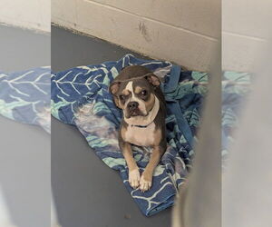 American Boston Bull Terrier Dogs for adoption in Evansville, IN, USA