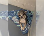 Small American Boston Bull Terrier