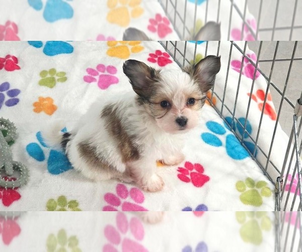 Medium Photo #6 Papitese Puppy For Sale in ORO VALLEY, AZ, USA