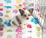 Dakota - Female Papitese Puppy for Sale - Photo #6