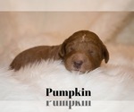 Puppy 7 Goldendoodle-Poodle (Miniature) Mix