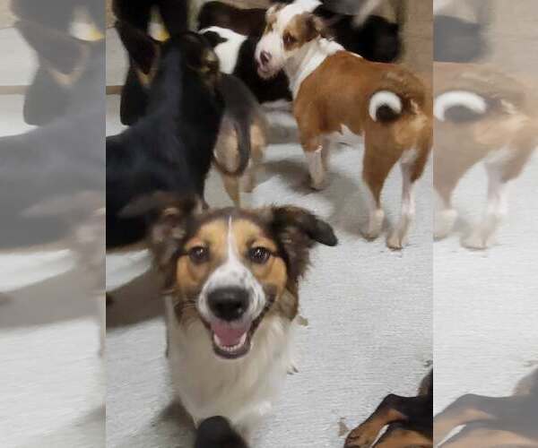 Medium Photo #4 English Shepherd-Unknown Mix Puppy For Sale in Highland, IL, USA