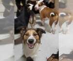 Small #3 English Shepherd Mix