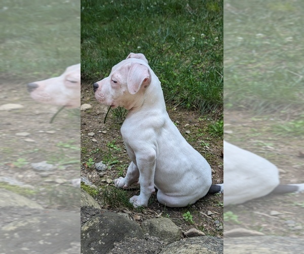 Medium Photo #2 American Bully Puppy For Sale in ARVERNE, NY, USA