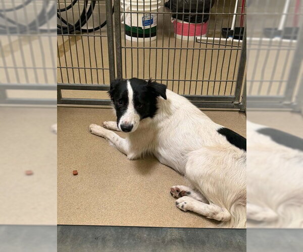 Medium Photo #1 Border Collie Puppy For Sale in Santa Barbara, CA, USA