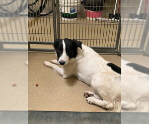 Border Collie Dogs for adoption in Santa Barbara, CA, USA