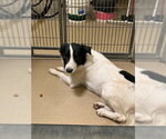 BONNIE - Female Border Collie Dog for Adoption - Small photo