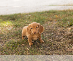 Dachshund Puppy for sale in NAPPANEE, IN, USA