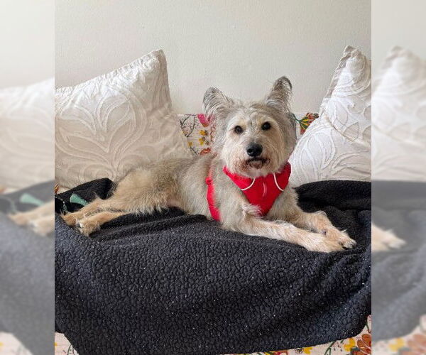 Medium Photo #5 Mutt Puppy For Sale in San Diego, CA, USA