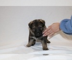 Small Photo #4 German Shepherd Dog Puppy For Sale in AUSTIN, TX, USA