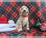 Puppy Dexter Aussiedoodle