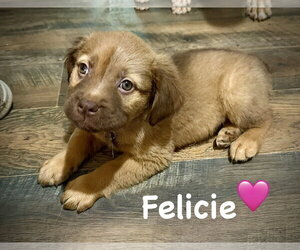 Felicie- Belles & Beau Litter - Female American Staffordshire Terrier-Unknown Mix Dog for Adoption - Photo #2