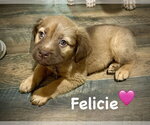 Small Photo #2 American Staffordshire Terrier-Unknown Mix Puppy For Sale in Holly Springs, NC, USA