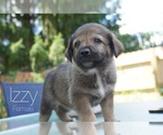 Puppy 1 English Shepherd-German Shepherd Dog Mix