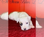 Small Photo #3 American Bully Puppy For Sale in TRENTON, NJ, USA