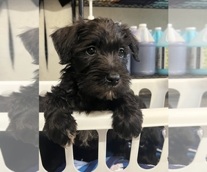 Schnauzer (Miniature) Puppy for sale in MIZE, MS, USA