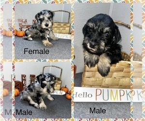 Schnauzer (Miniature) Puppy for sale in EASLEY, SC, USA