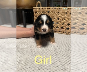 Bernese Mountain Dog Puppy for sale in SNOHOMISH, WA, USA