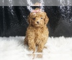 Small Photo #60 Maltipoo Puppy For Sale in WARSAW, IN, USA