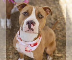 American Staffordshire Terrier-Unknown Mix Dogs for adoption in San Antonio, TX, USA