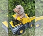 Small #4 Dachshund