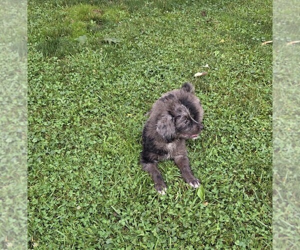 Medium Photo #6 Aussiedoodle Puppy For Sale in SALISBURY, PA, USA