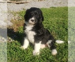 Puppy 3 Aussiedoodle-Poodle (Standard) Mix