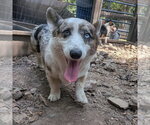 Small #3 Mutt