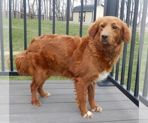 Mother of the Goldendoodle (Miniature) puppies born on 03/13/2026