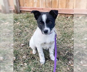 Australian Shepherd-Unknown Mix Dogs for adoption in Genesee, WI, USA