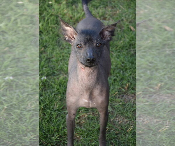 Medium Photo #3 Mutt Puppy For Sale in Erie, MI, USA