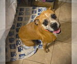 Small #2 Boxer