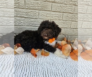 Aussie-Poo Puppy for sale in INDIANAPOLIS, IN, USA