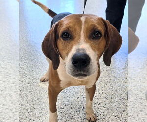 Medium Treeing Walker Coonhound Mix