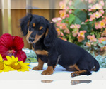 Puppy Lonnie Dachshund