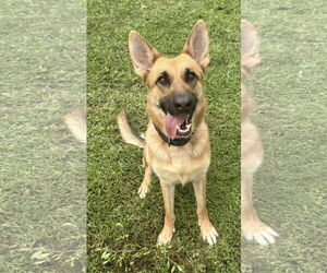 German Shepherd Dog Dogs for adoption in Plantation, FL, USA