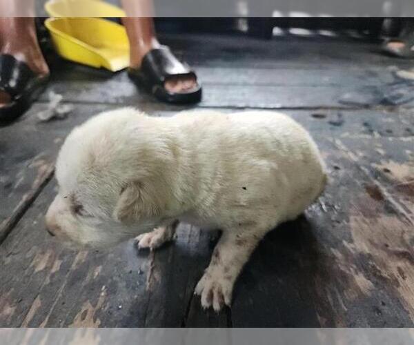 Medium Photo #1 Huskies -Unknown Mix Puppy For Sale in Houston, TX, USA