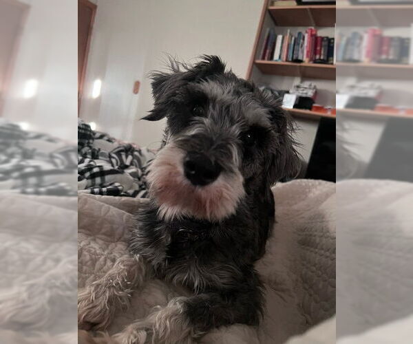 Medium Photo #5 Mutt Puppy For Sale in Brooklyn Center, MN, USA