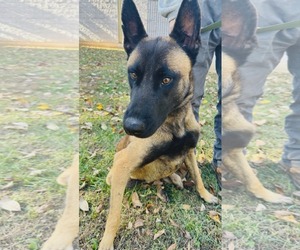 Mutt Dogs for adoption in Westwood, NJ, USA