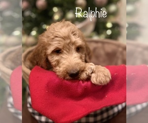 Goldendoodle-Poodle (Standard) Mix Puppy for sale in LEBANON, MO, USA