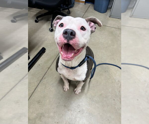 Medium Photo #3 American Staffordshire Terrier Puppy For Sale in Pierceton , IN, USA