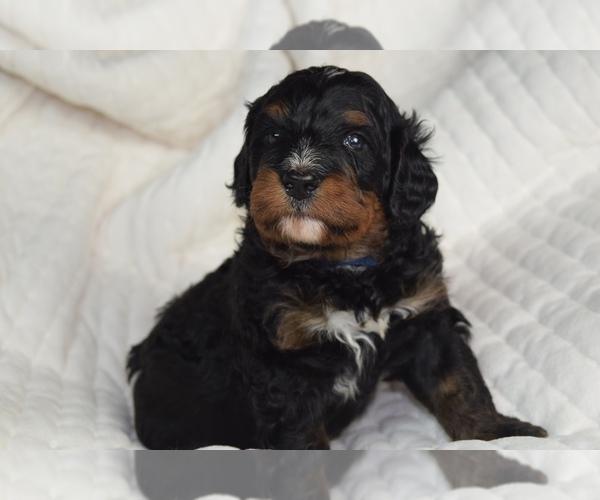 Medium Photo #5 Bernedoodle Puppy For Sale in OMAHA, NE, USA