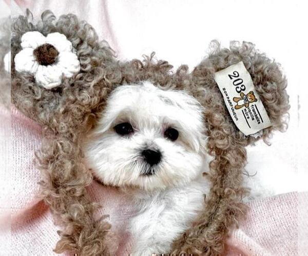 Medium Photo #18 Maltese Puppy For Sale in MIAMI BEACH, FL, USA