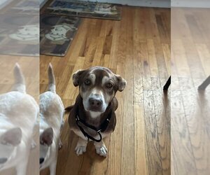 Dachshund-Huskies  Mix Dogs for adoption in Gloucester, VA, USA